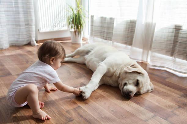 The Top Flooring Options For Pet Owners, Paneling Factory Of Virginia